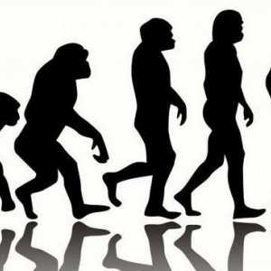 Ce este caracteristic evoluției umane?