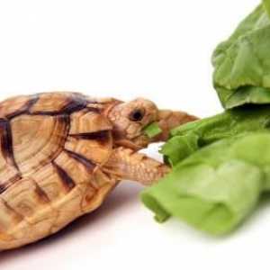 Ce face o broască țestoasă la domiciliu și cum să o păstreze în mod corespunzător?