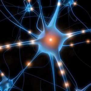 Ce sunt neuronii? Structura și funcțiile neuronilor