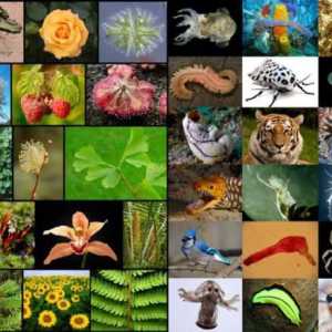 Ce este taxonomia în biologie? Biologie: sistematica plantelor