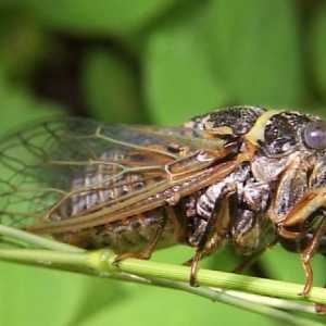 Cicadas - insecte cântând