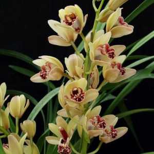 Cymbidium orchid: cum să ai grijă?