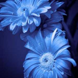 O floare cu flori albastre. Nume de flori albastre, fotografie
