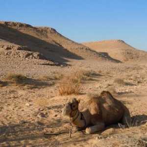 Desertul înflorit de Negev din Israel