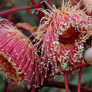 Eucalipt flori: o creatie uimitoare de natura