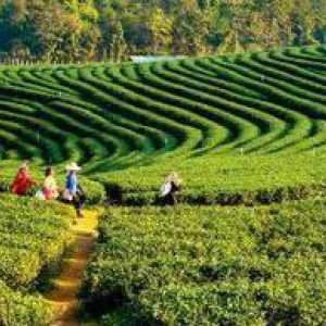 Darjeeling (ceai): descriere, varietate, mod de preparare a unei băuturi