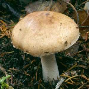Cadouri de natură: o ciupercă de pădure
