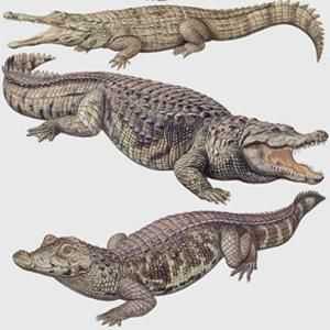 Să ne dăm seama cum crocodilul diferă de aligator