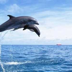 Delfinul Mării Negre. Tipuri de delfini
