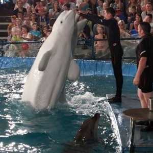 Dolphinarium din Chelyabinsk - un weekend distractiv pentru întreaga familie