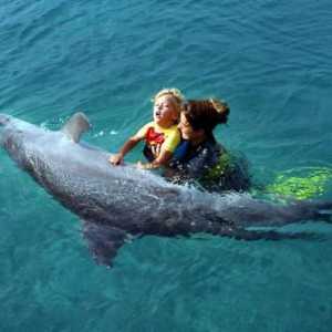 Terapia cu delfin în Anapa - tratamentul copiilor și adulților