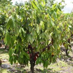 Arborele de ciocolată: fotografie și descriere. Unde crește arborele de ciocolată?