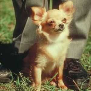 Chihuahua cu păr lung - adevăratul prieten