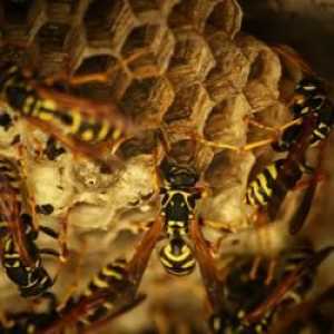 Viespi torturați acasă? Învățăm cum să curățăm cuibul de viespi!