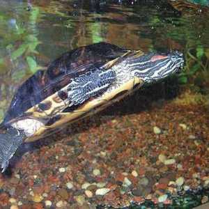 Animalele de companie: broaște țestoase cu broască țestoasă - îngrijire și întreținere