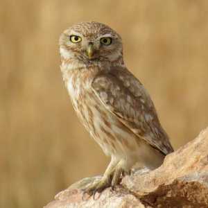 Bufnițe de casă. Owl - fotografie. Bird of Prey de noapte