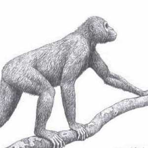 Driopithecus: perioadă de viață, habitat și trăsături de dezvoltare