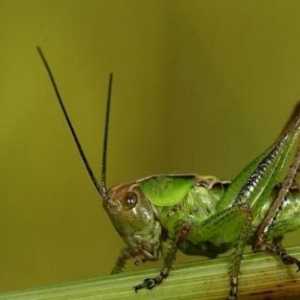 Două și mistitoare: o insectă asemănătoare unui lăcustă - încă nu este un lăcustă