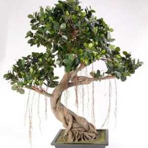Ficus bonsai: cultivarea la domiciliu