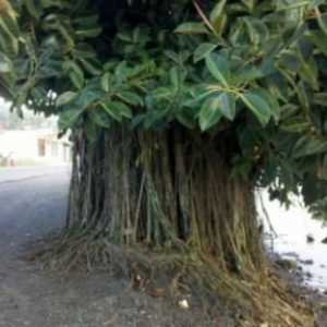 Ficus elastic. Ficus este din cauciuc. Îngrijirea și cultivarea casei