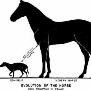 Seriile filogenetice de cai - o icoană a procesului evolutiv