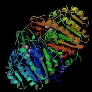 Fosfataza alcalina - o enzima importanta a corpului uman