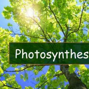 Fotosinteza - ce este? Etape de fotosinteză. Condiții de fotosinteză