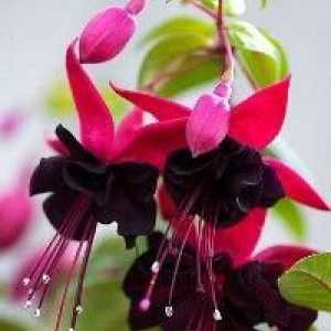 Camera Fuchsia - o floare de casă populară
