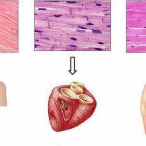 Funcții ale țesuturilor musculare, tipuri și structură