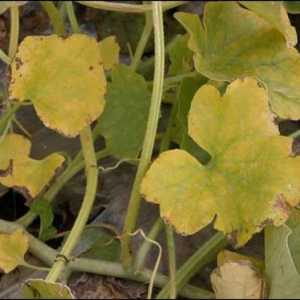 Fusarium wilt de plante: semne de debut bolii