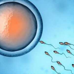 Gametogeneza este ... Etapele hematogenezei și a formelor de reproducere sexuală