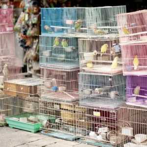 Unde este piața păsărilor din Ekaterinburg?
