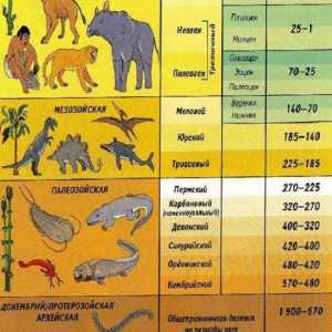 Perioadele geologice în ordine cronologică. Istoria geologică a Pământului