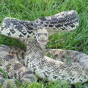 Anaconda gigantică este un pradator în sălbăticie