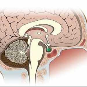 Pituitara: ce este și ce efect are asupra corpului?