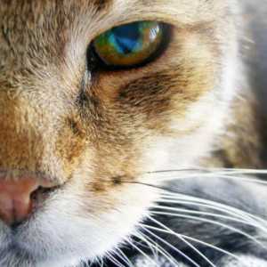 Ochii pisicii se estompează? Ce ar trebui să fac? De ce pisicile au ochi furiosi?