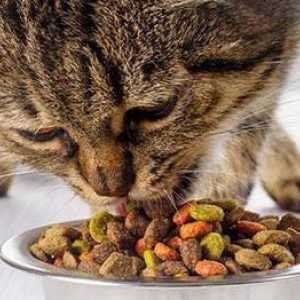 Du-te! (hrana pentru pisici) - o masă ideală pentru animale de companie