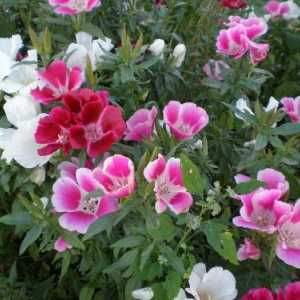 Godette: plantarea și îngrijirea florilor de grădină