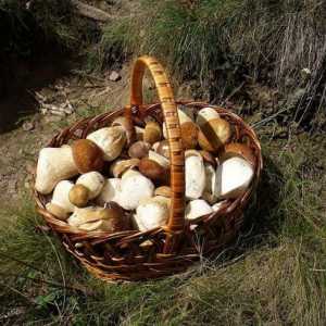 Gorchak: ce fel de ciupercă este și poate fi mâncată?