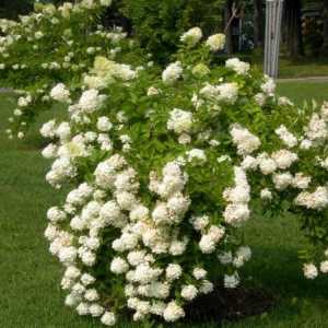 Hydrangea `Grandiflora` - un arbust luxuriant de înflorire pentru grădina dvs.