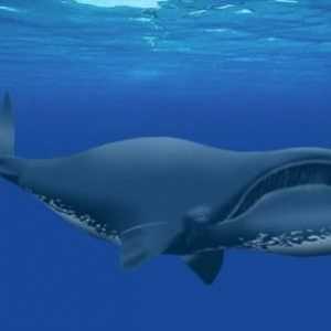 Balena Groenlandei este un mare gigant marin