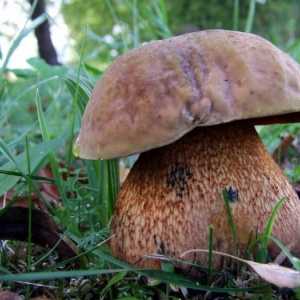 Ciuperci poddubikovi: descriere și fotografie
