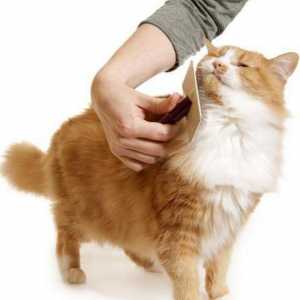 Îngrijirea pisicilor și câinilor: descrierea, echipamentul necesar și recomandările