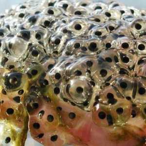 Frog Caviar: delicatețe, medicamente și corali