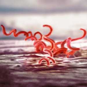 Perioada de incubare a sifilisului: cum se manifestă? Cauze și simptome