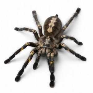 Mă întreb ce visează păianjenii negri mari? Rummage în memoria ta