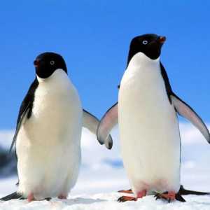Informații interesante despre pinguini. Pinguinii Antarctici: descriere