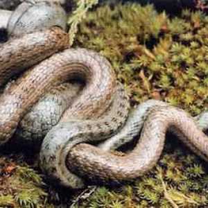 Fapte interesante despre reptile: cum se înmulțesc șerpii