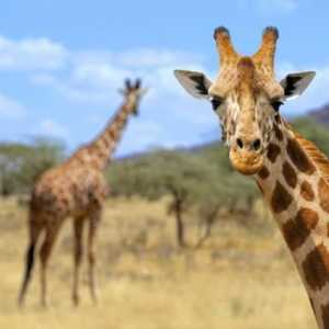 Informații interesante despre girafe pentru copii și adulți