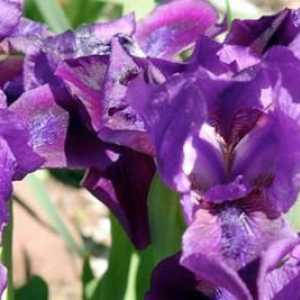 Iris Bearded: plantare și îngrijire